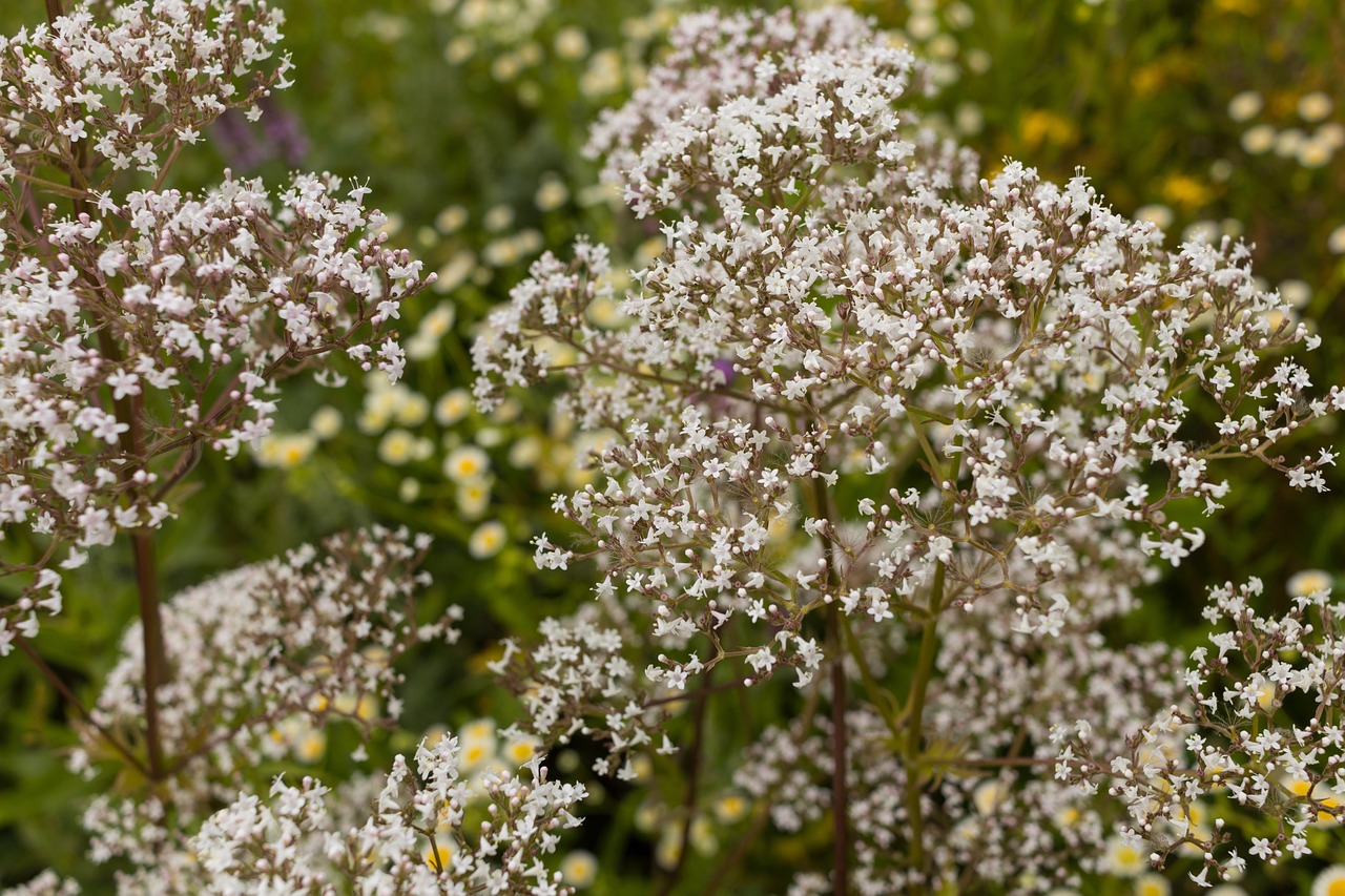 inheemse tuinplanten voor de grote border tuinen